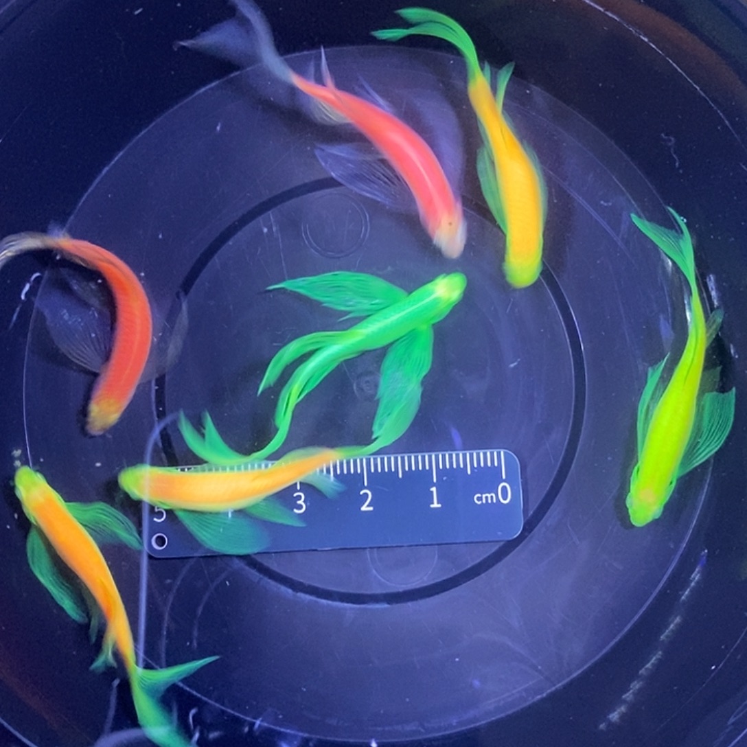 斑马鱼蝶翼斑马4.5厘米左右7条