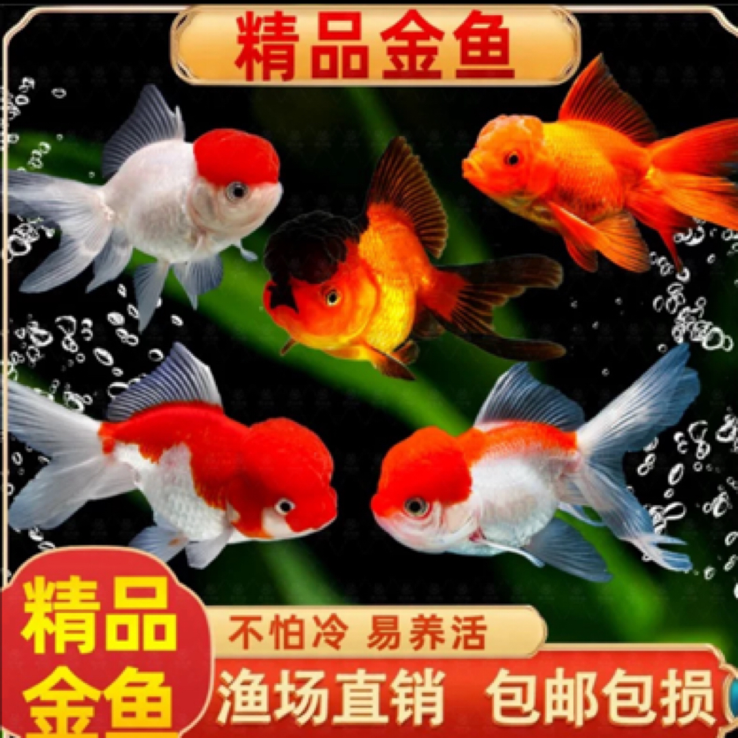 精品大金鱼6-8公分6大条包邮包损耗不支持指定