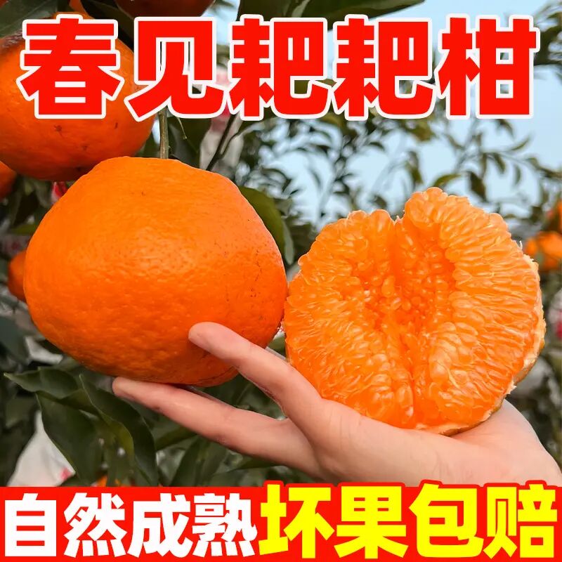 【四川耙耙柑】春见耙耙柑整箱发货香甜多汁当季新鲜水果现摘现发