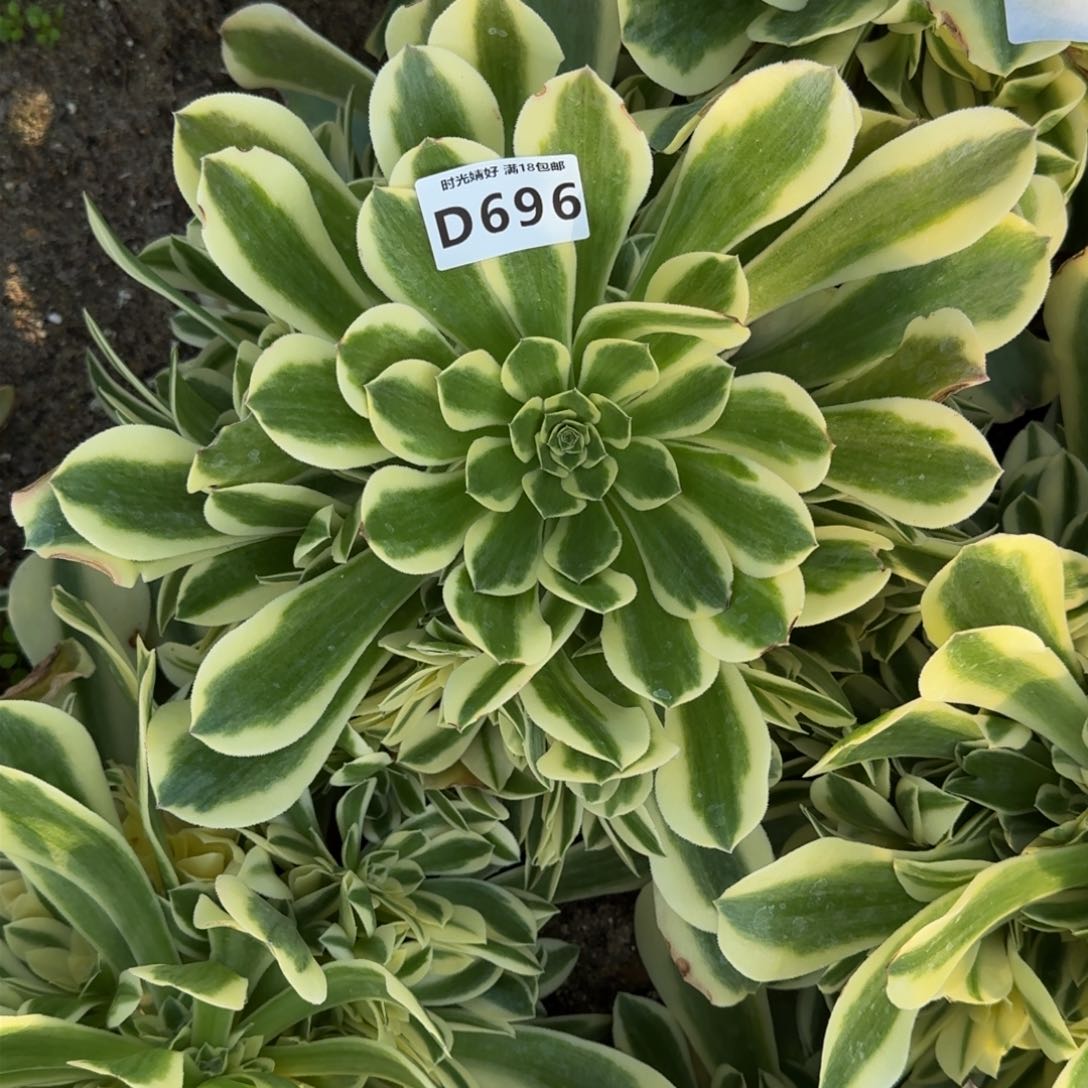 696绿豆沙多肉植物