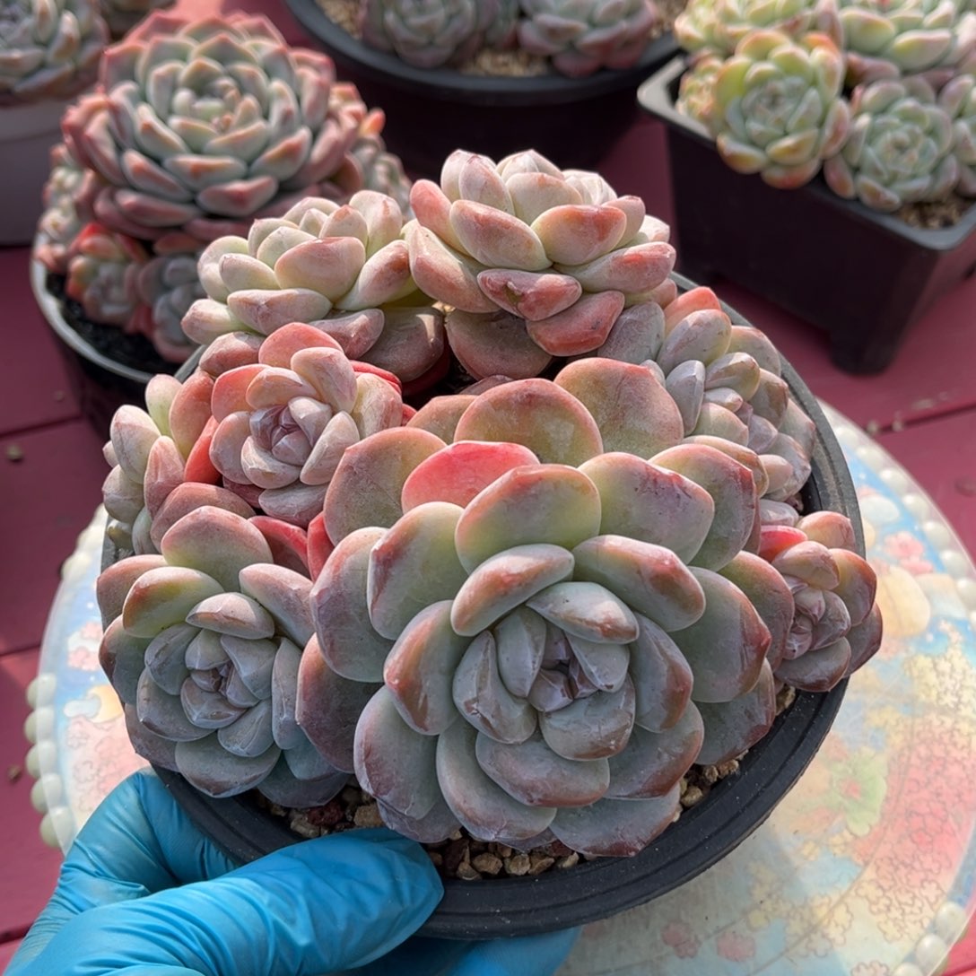 纯福利款一物一拍