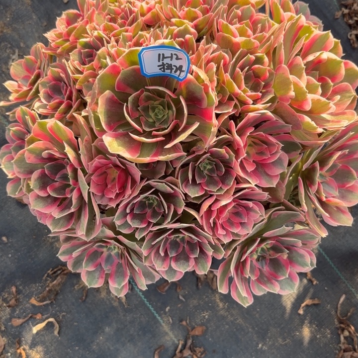 粉体女巫多肉不包损24