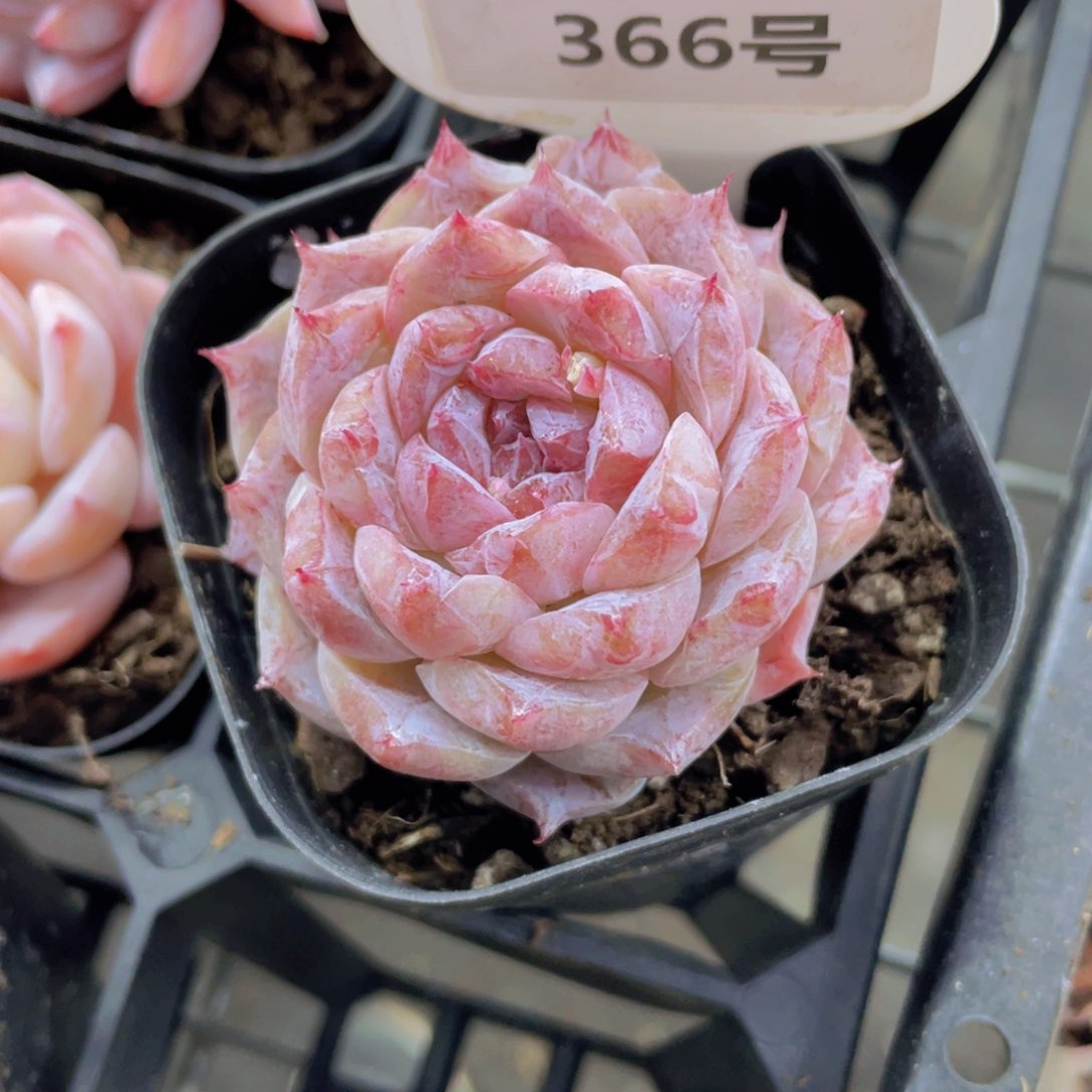 365号 紫心变异石化新品