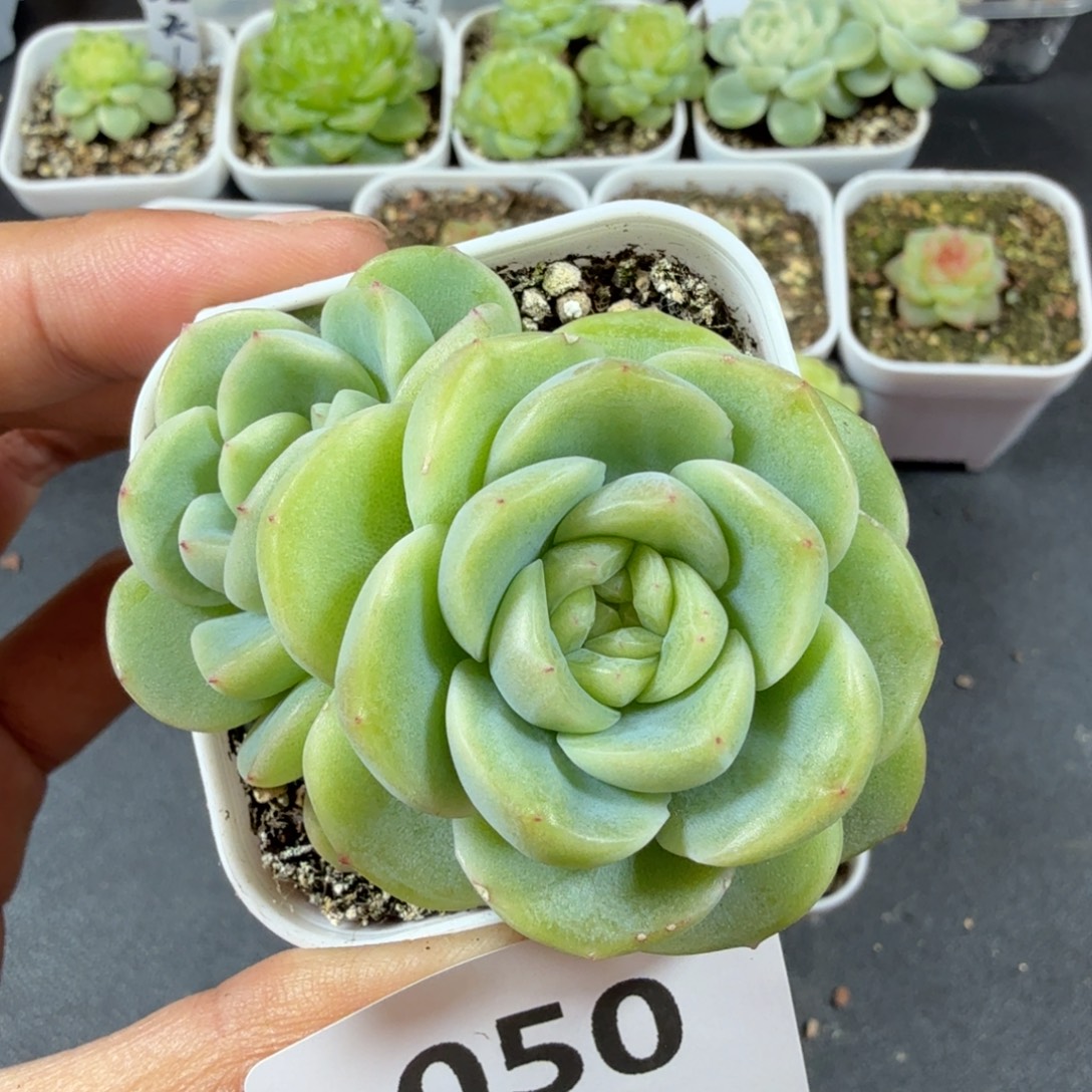 谪仙双头一物一拍050