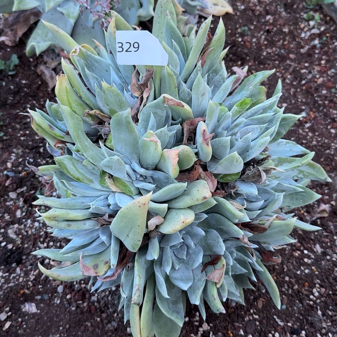 牡丹苹果叶大群20头以上329号