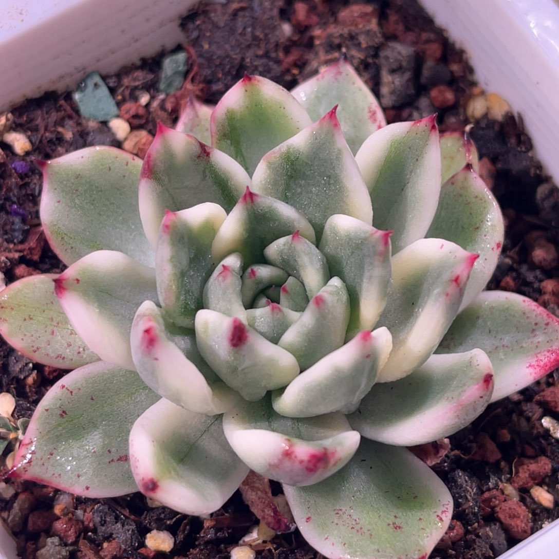 多肉特价优选落雁锦