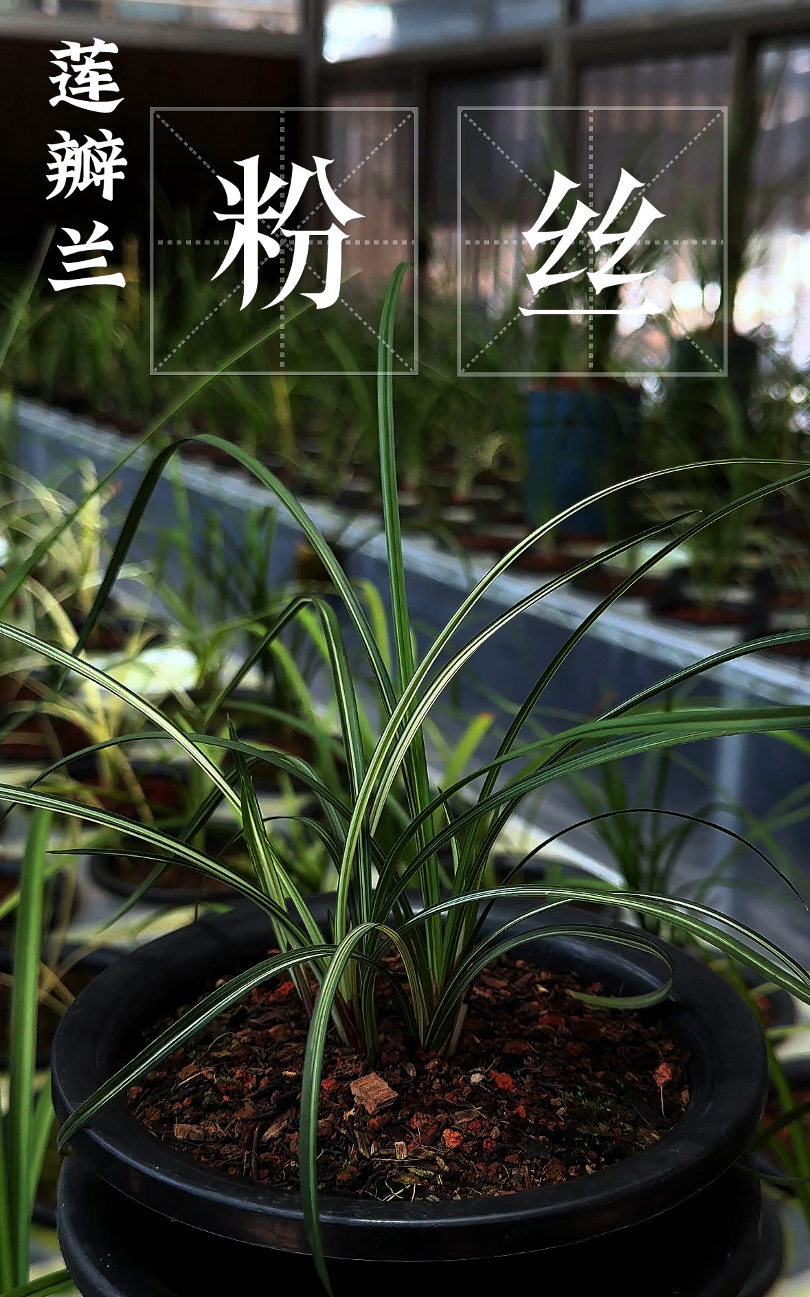 云南品阑阁国兰专属链接（一物一拍）500-1000