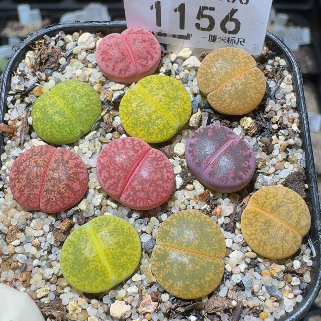 Zzzz生石花肉锥1156