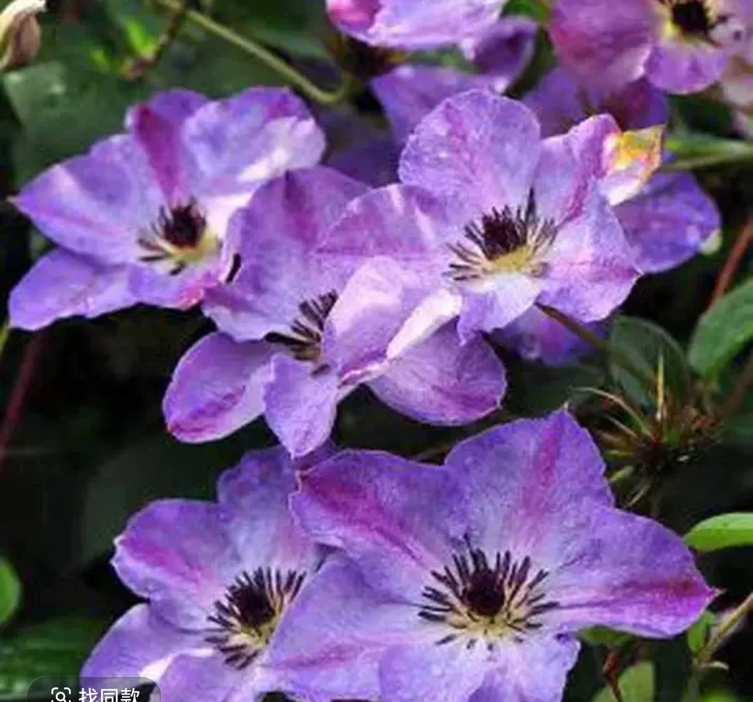 黎明的天空 晚大花组3类铁小苗（单瓣 紫）