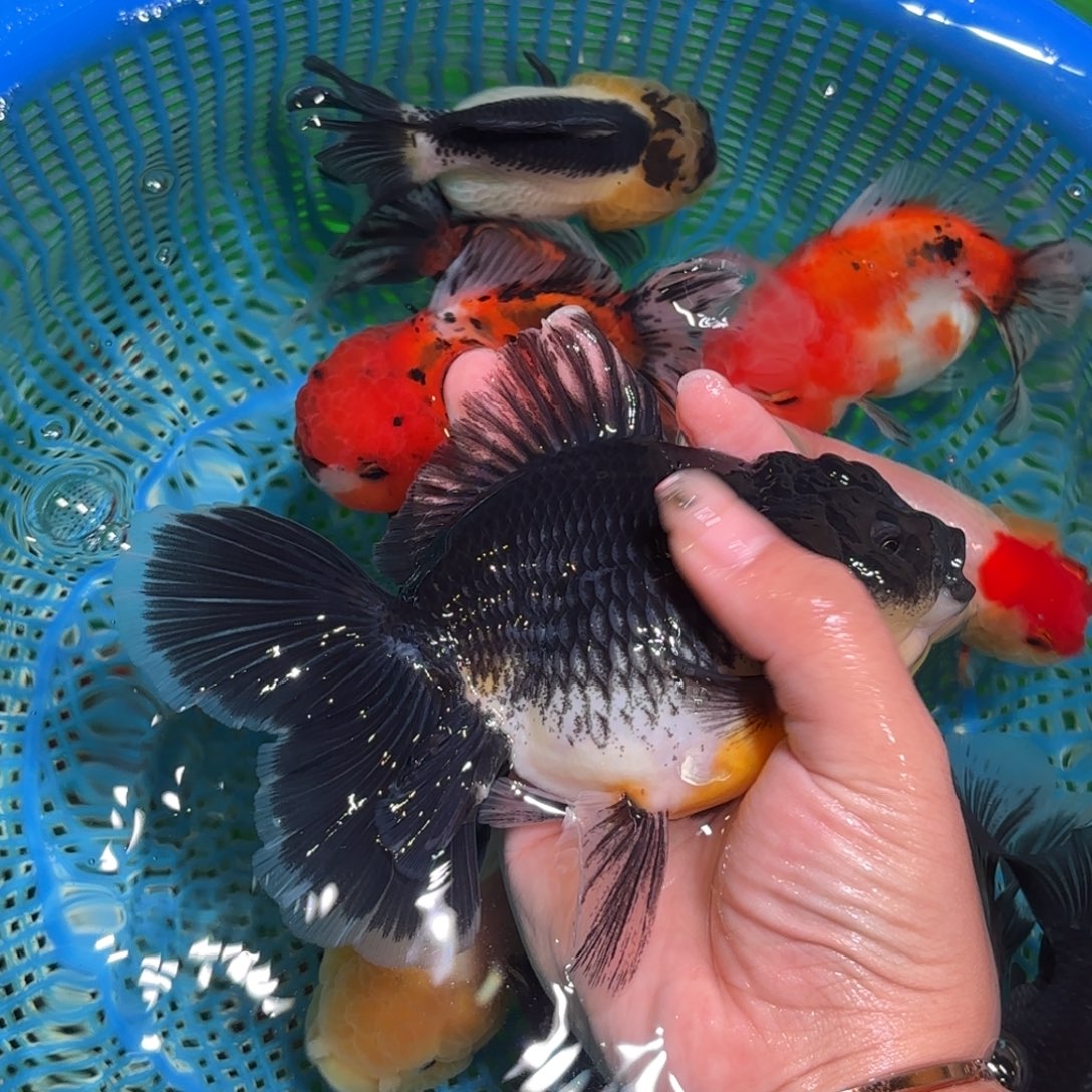 田***衡金鱼拍包装包邮没拍包装运费到付