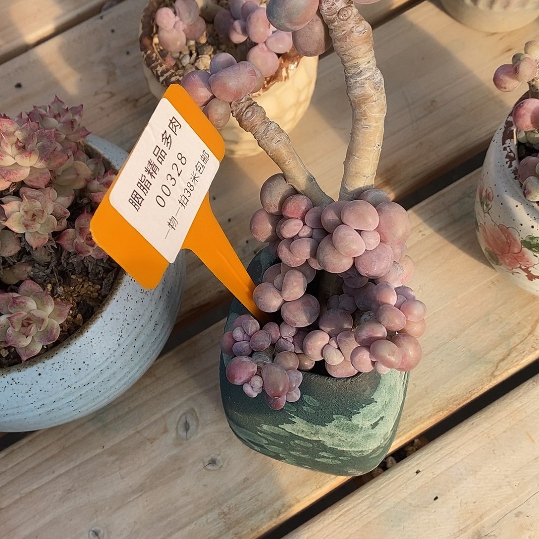 328咯是咯莉莉咯哦咯哦