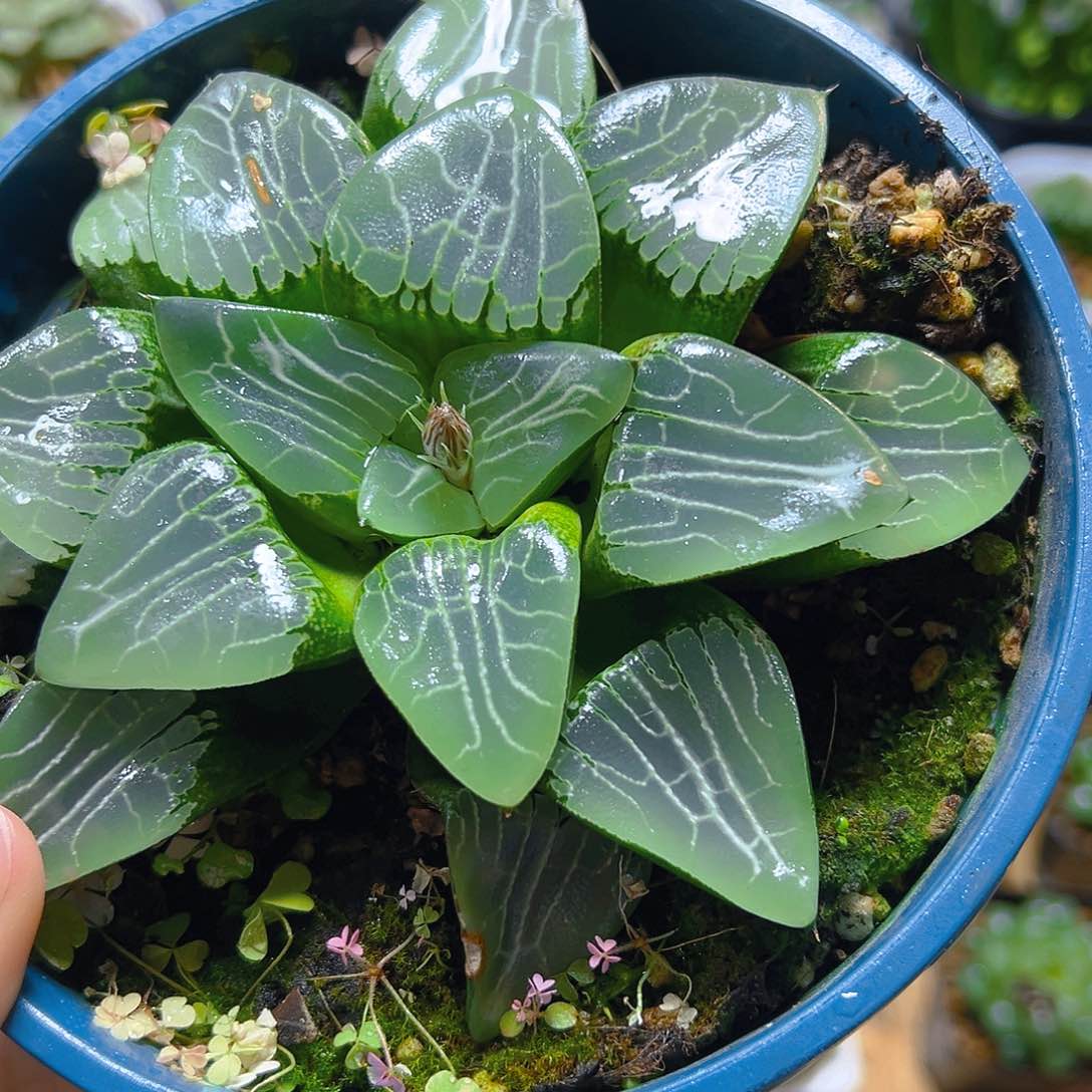 加仑盆月影母本玉露