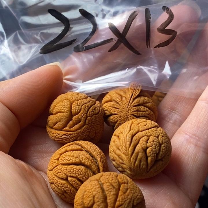 文玩核桃手串秦岭野生龙纹桃核22