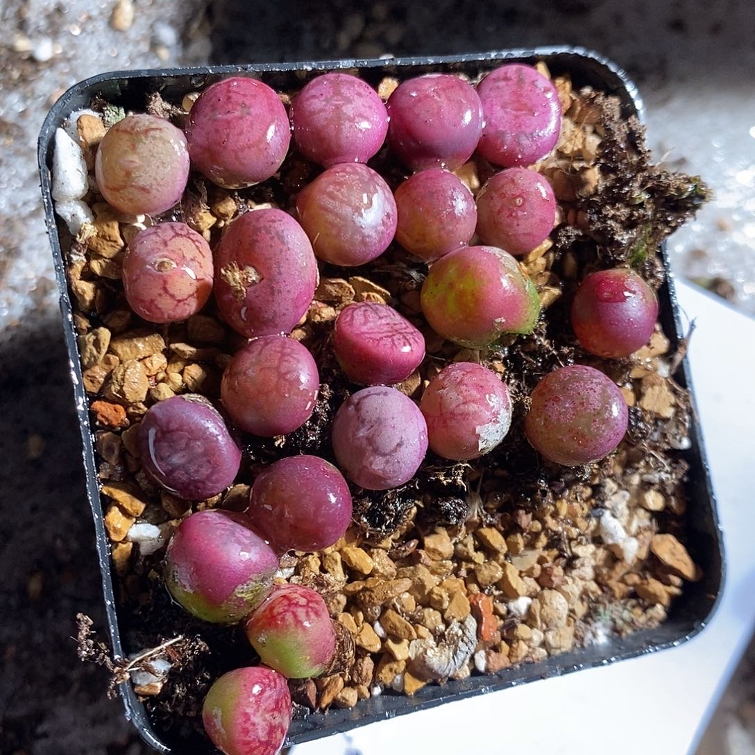 27314。  一颗钻墨杂。  