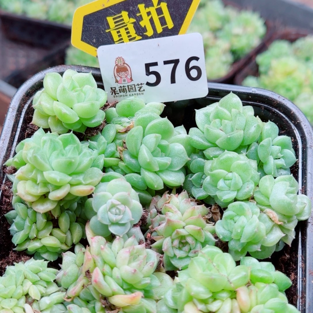 多肉植物多肉植物