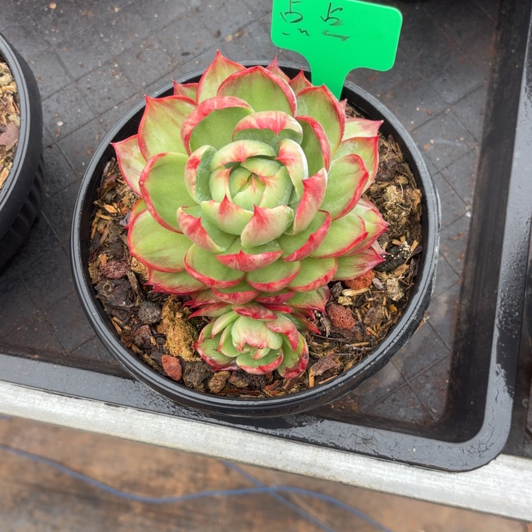 点***点点点姐的惊鸿仙子好看