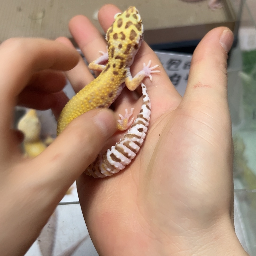 豹纹守宫豹纹守宫