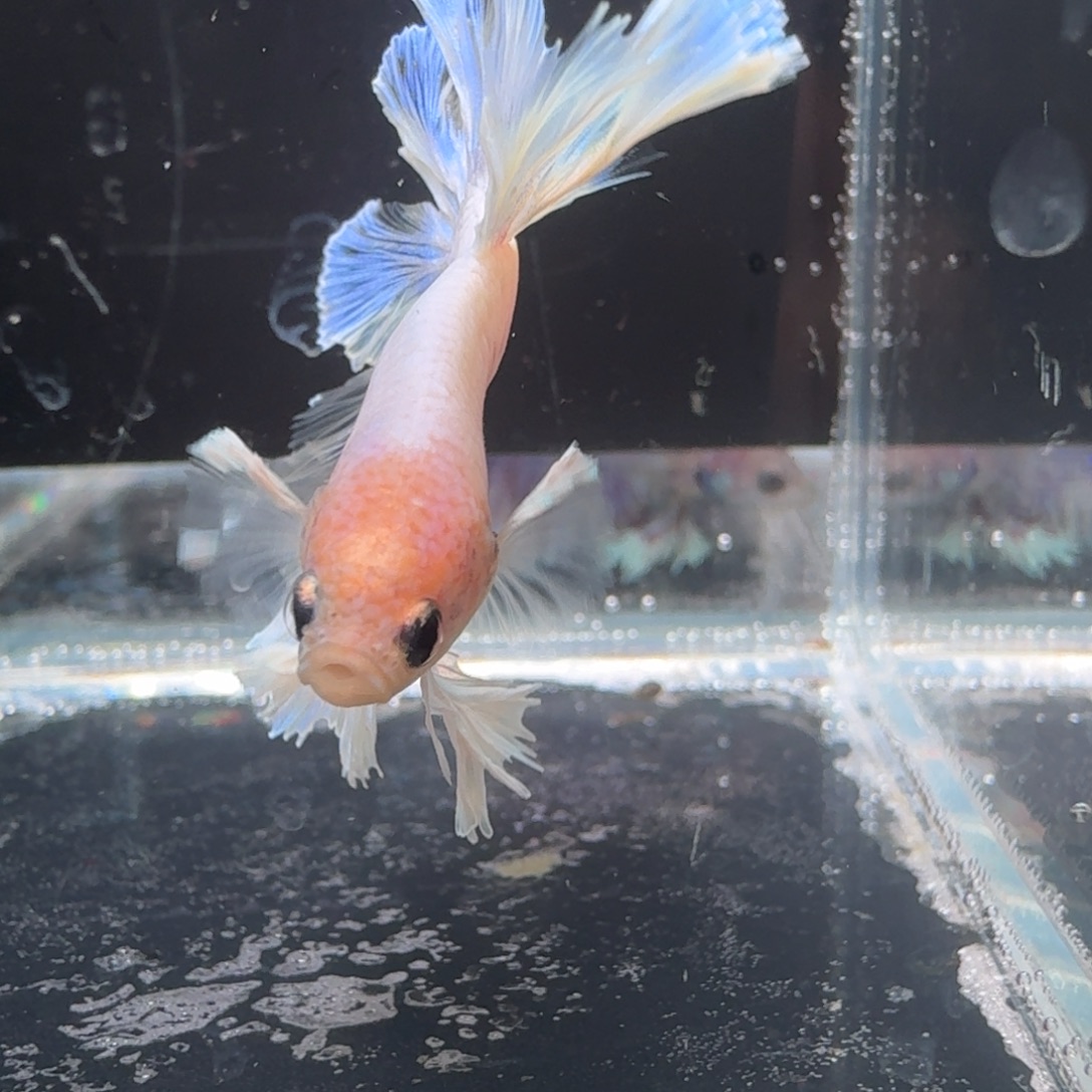 海水鱼7号拍品印尼斗鱼