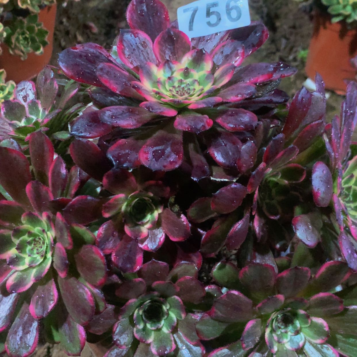 【闪购商品】756黑金多肉