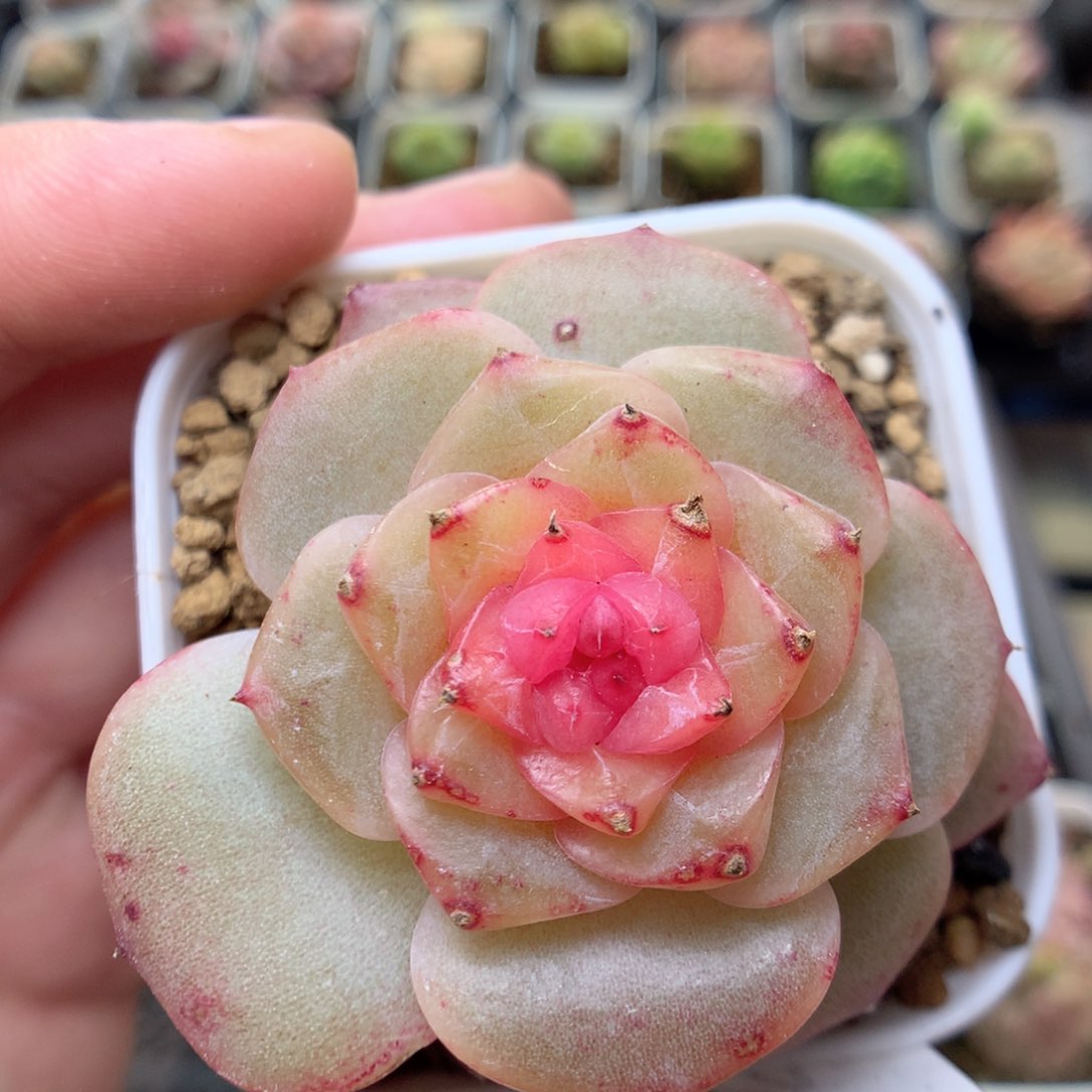 C14珍妮糖心优选，柿子多肉20包邮两天凑单