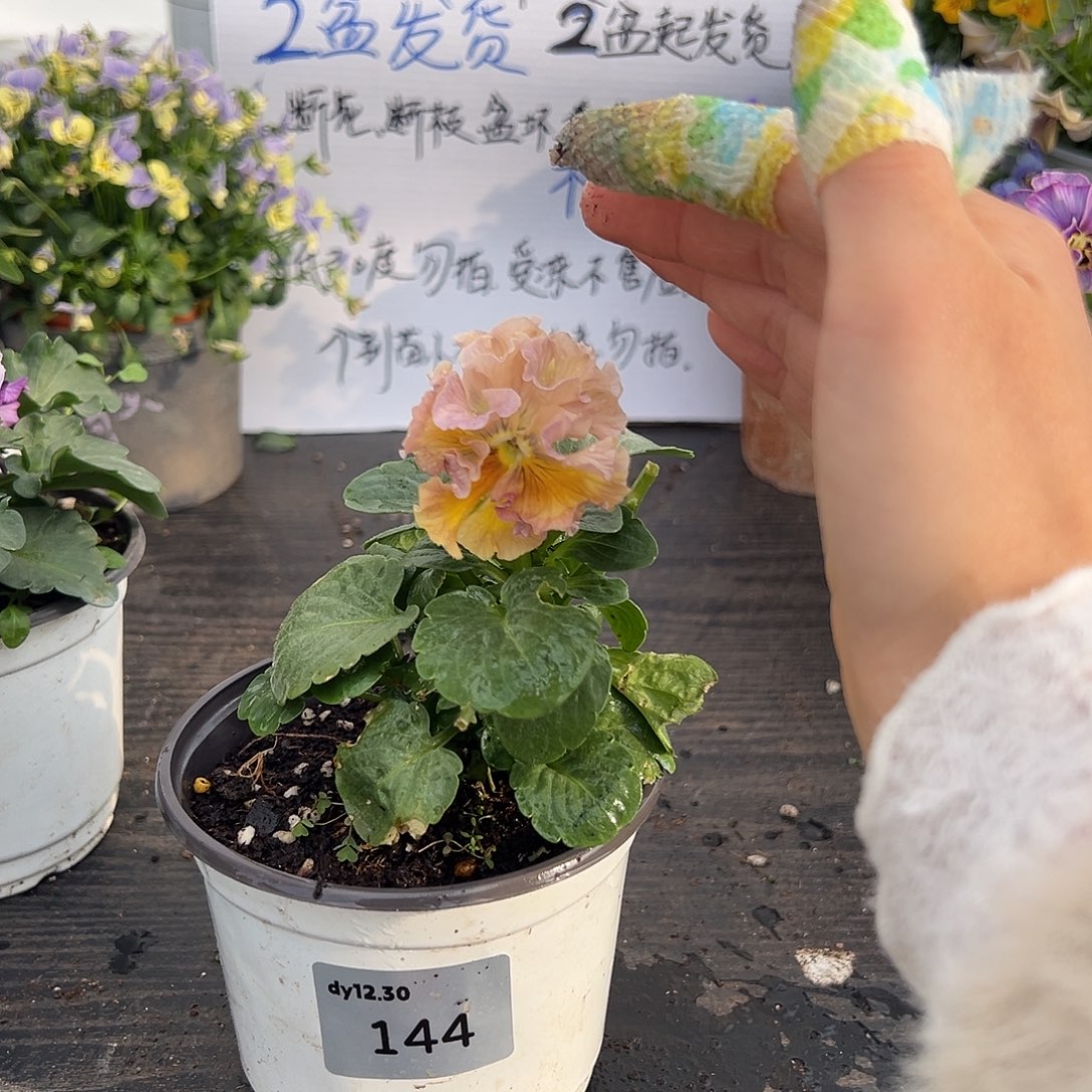 当前无花朵，栽培后可花朵144号