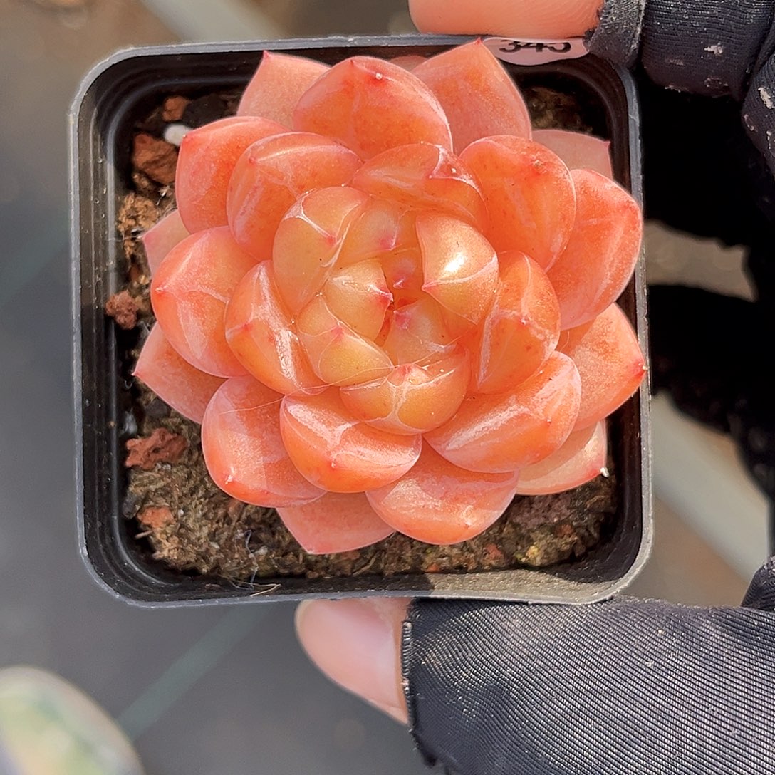 345  新品珍妮满18包邮