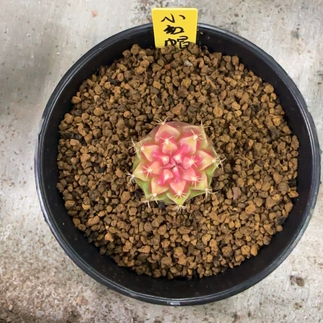 泰系名品侧芽小红帽