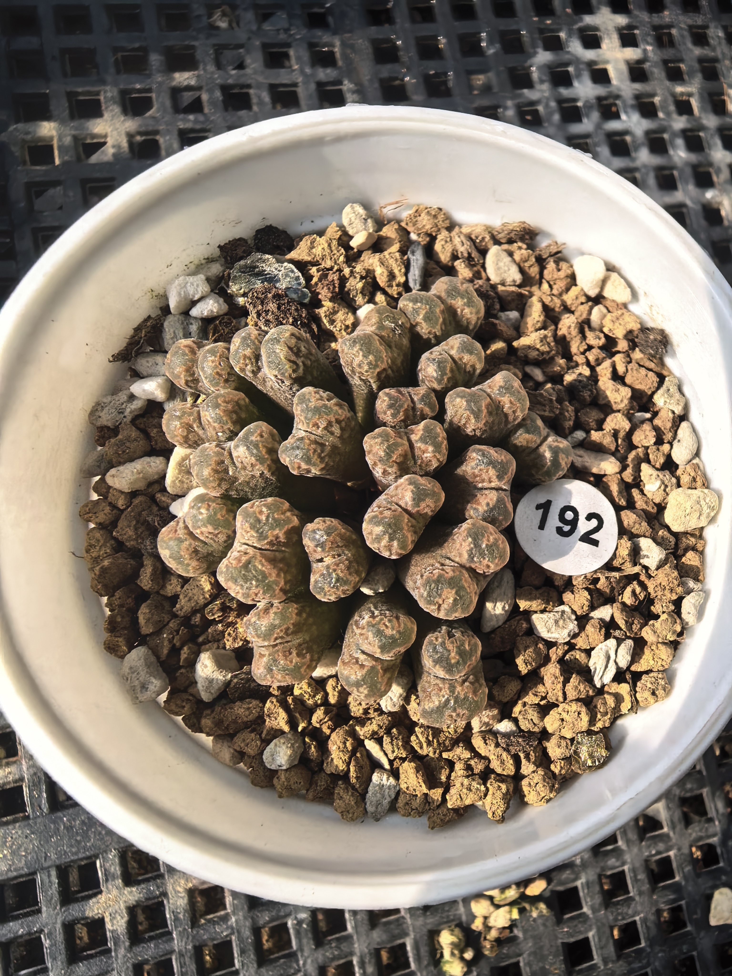 红火柴头勋章21头多肉植物