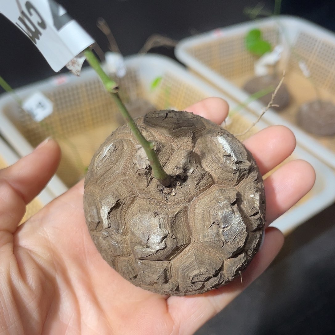 龟甲龙直接发货6.2公分