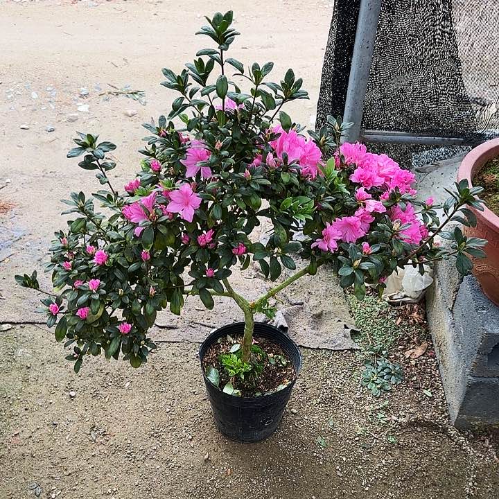 杜鹃我**强杜鹃盆景杜鹃老桩