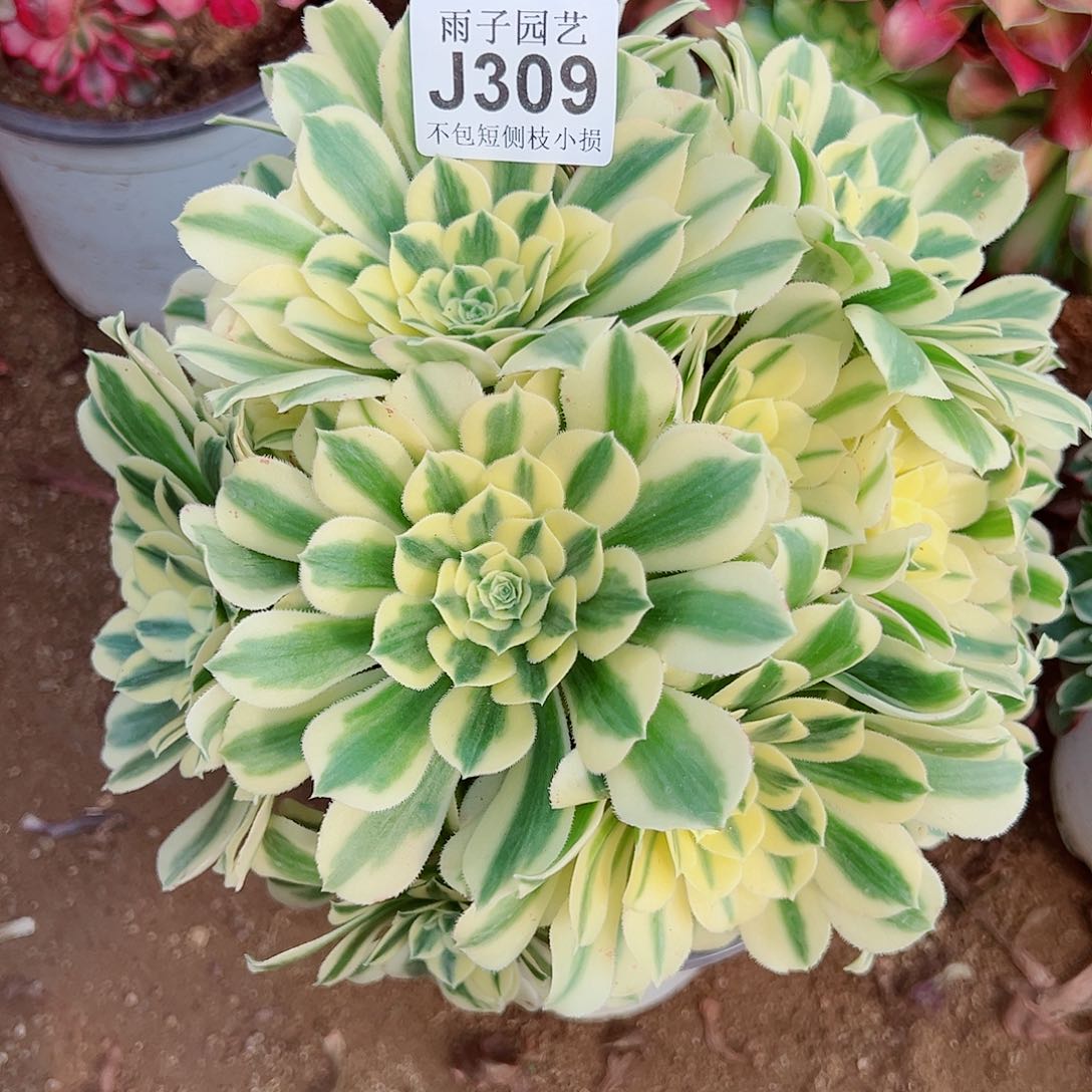 309迈巴赫尺寸28左右