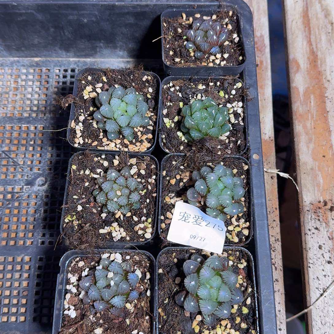 直播福利一物一拍275