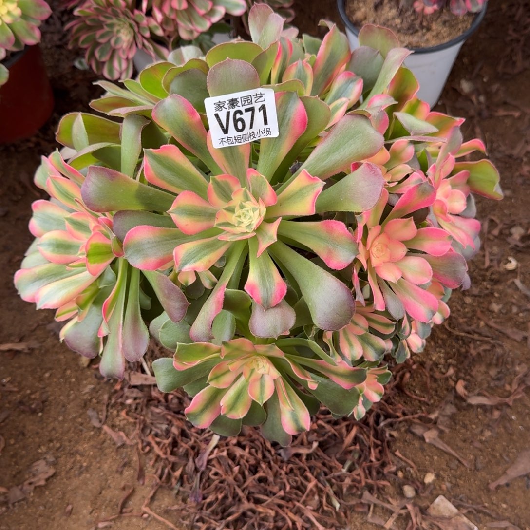 671香妃官服25左右2