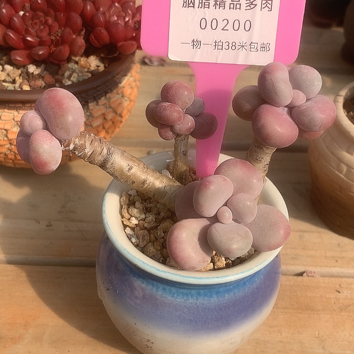 00200，哦俊璐璐哦咯哦咯