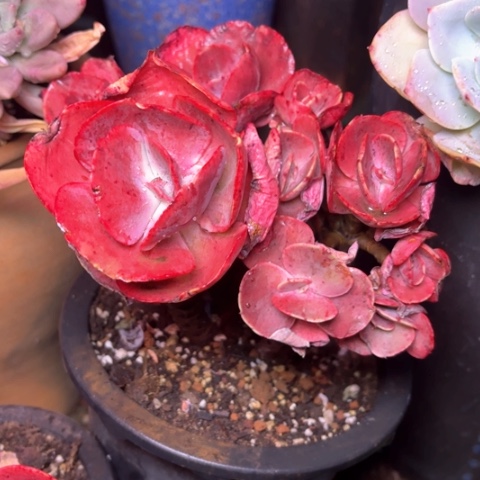 S****R多肉植物的植物