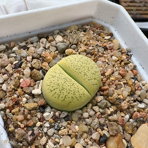 3372，一箭之遥母本带盆土发货