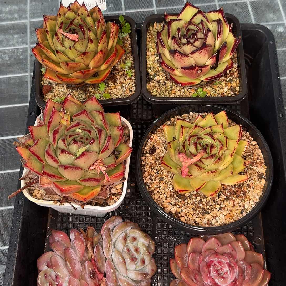 从前慢花园精选0120-138