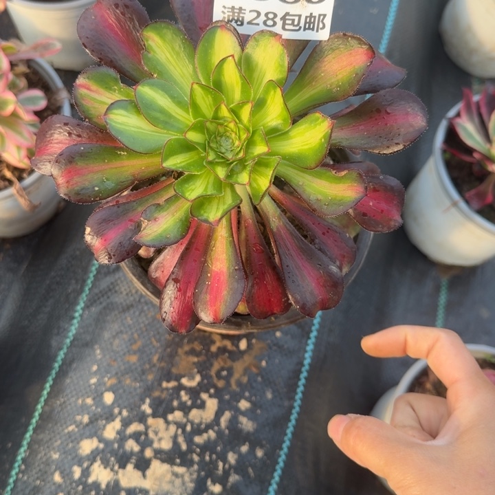 2660三号棚爱马仕多肉