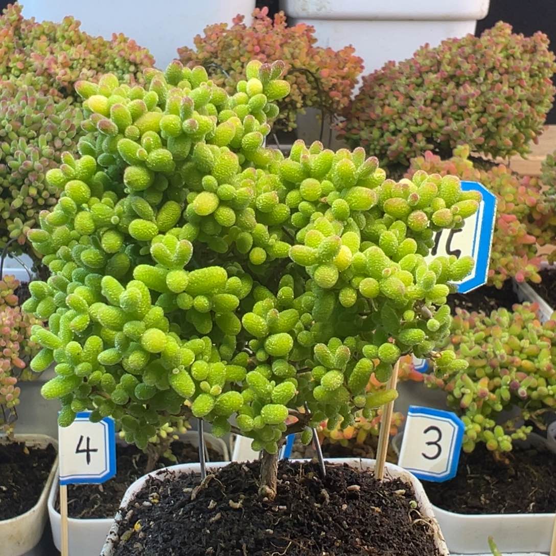 15号蜜橘糖球小可爱们