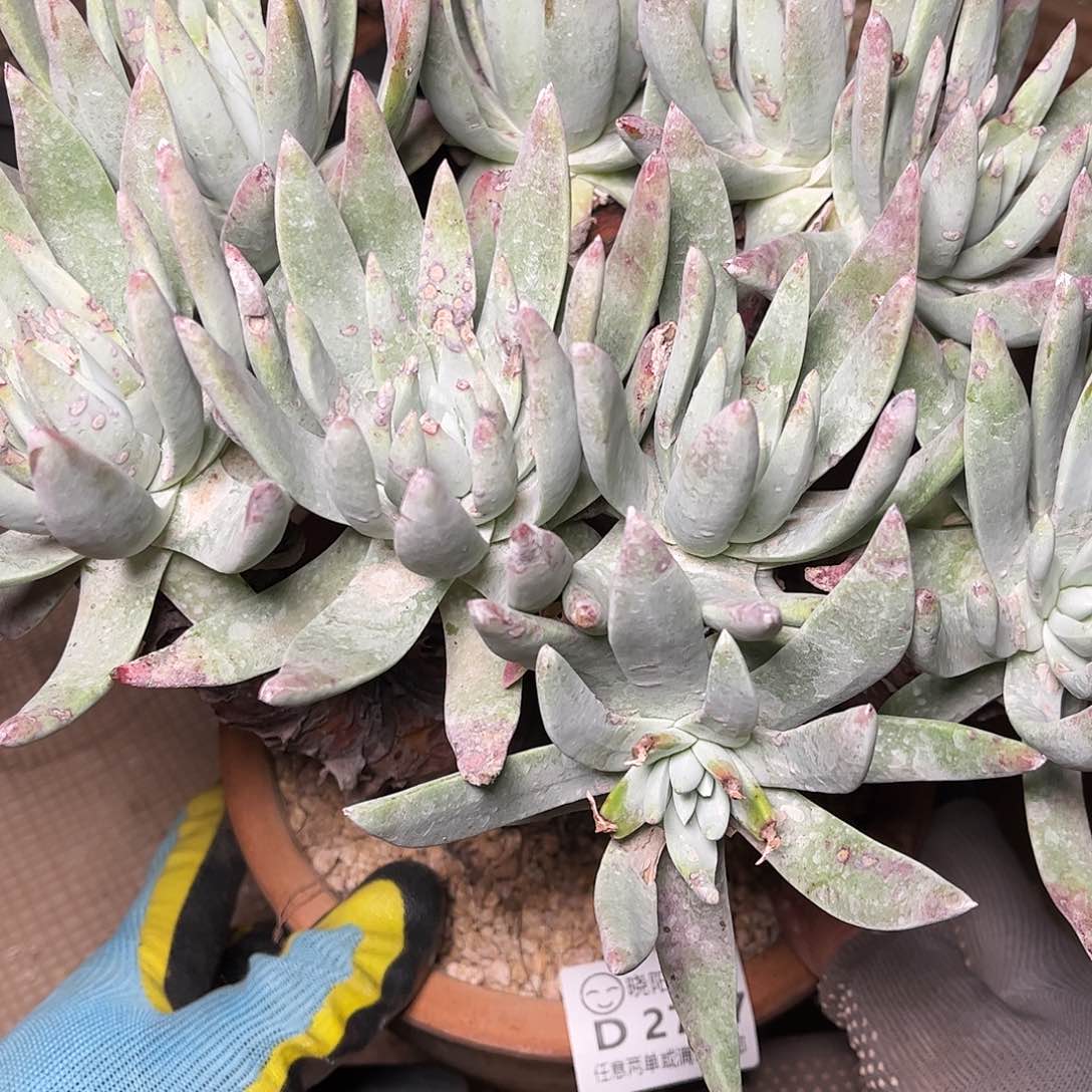 2777蓦然一仙女杯多肉瑕疵