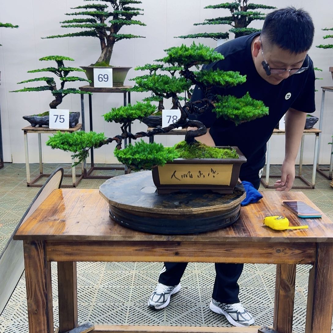 无花朵柏树造型盆景