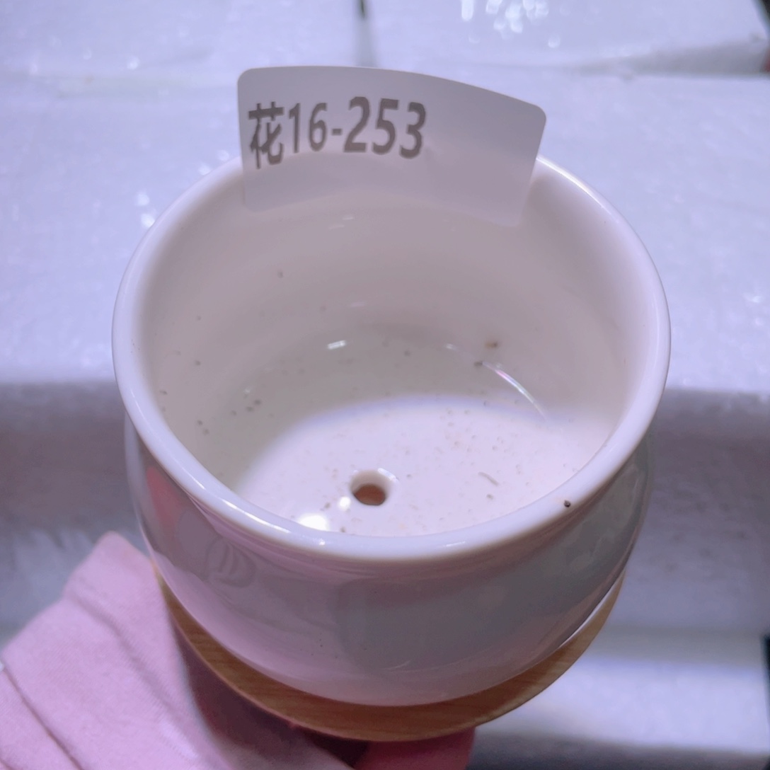 花利美16-253量拍花盆1个