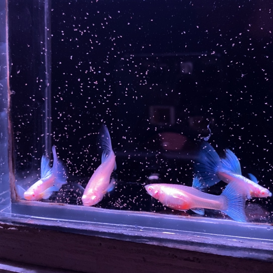 孔雀鱼蓝色飞船两对