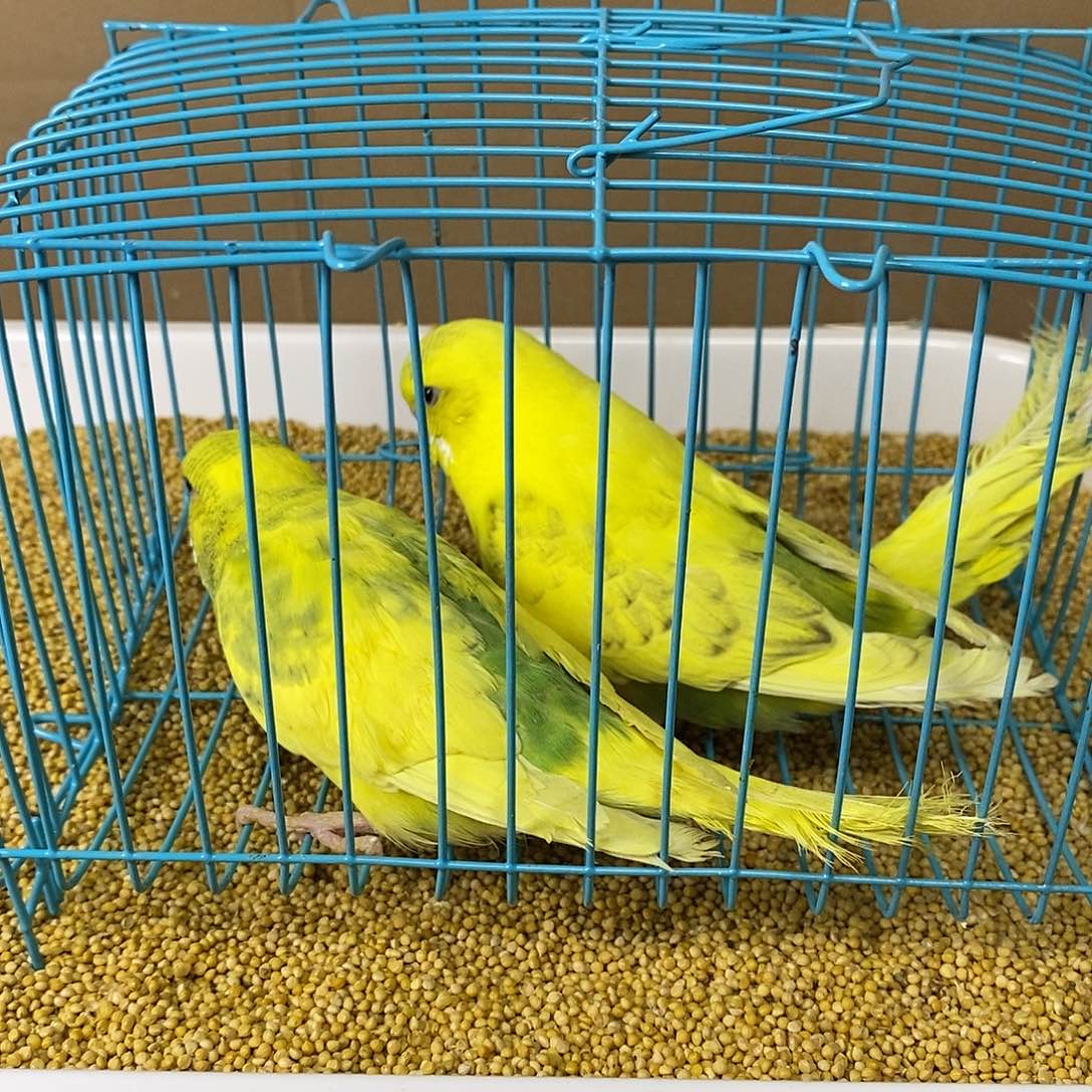 虎皮鹦鹉大头虎皮