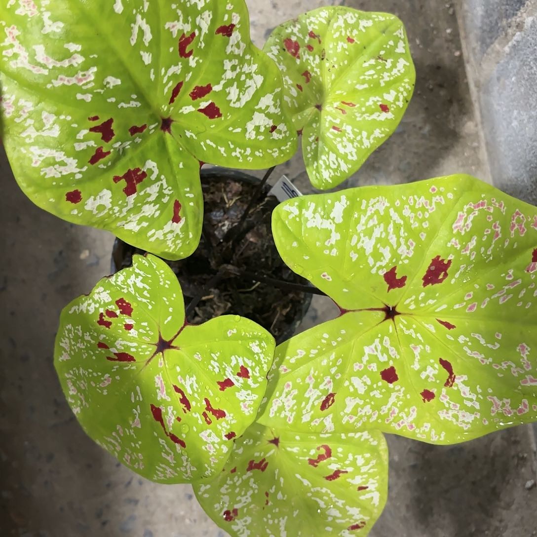 911-0117彩叶芋泰国发货