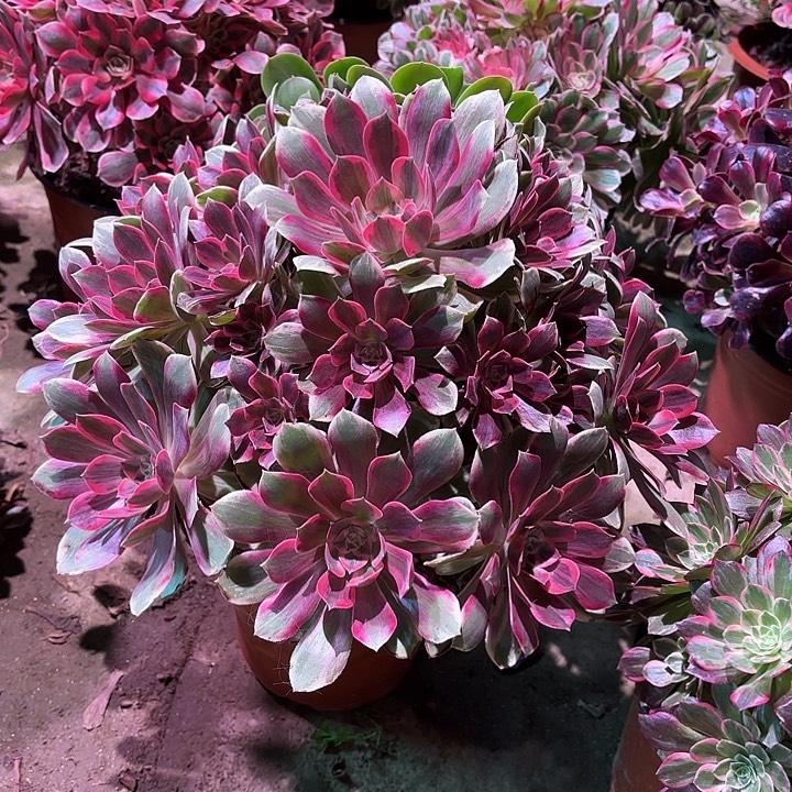 多肉植物涣莎00130