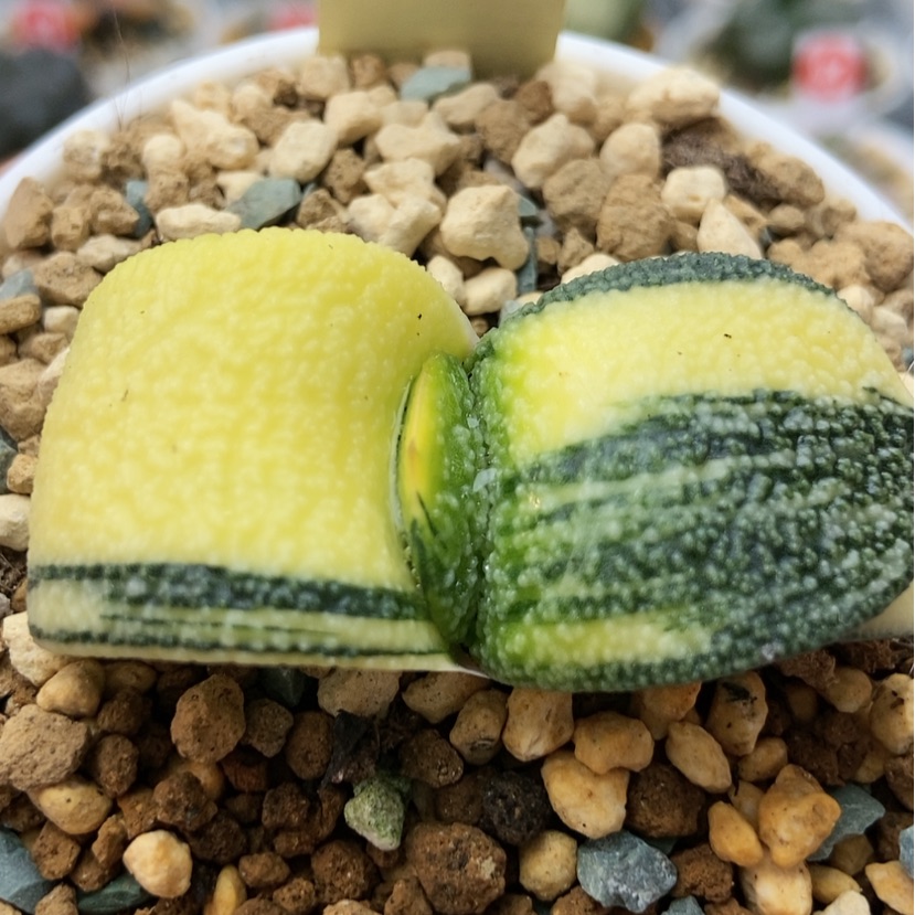 【闪购商品】生****甜卧牛锦8