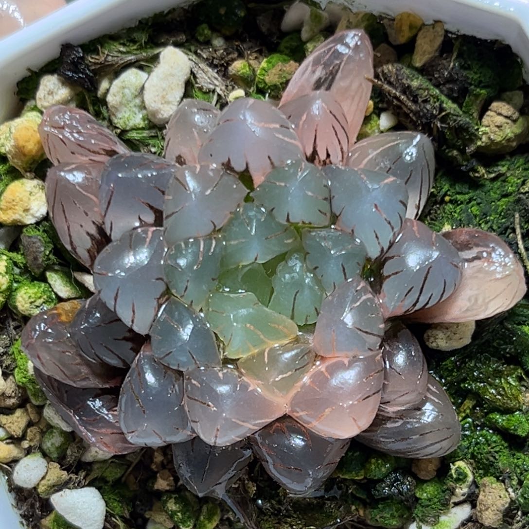 恭喜发财大吉大利921