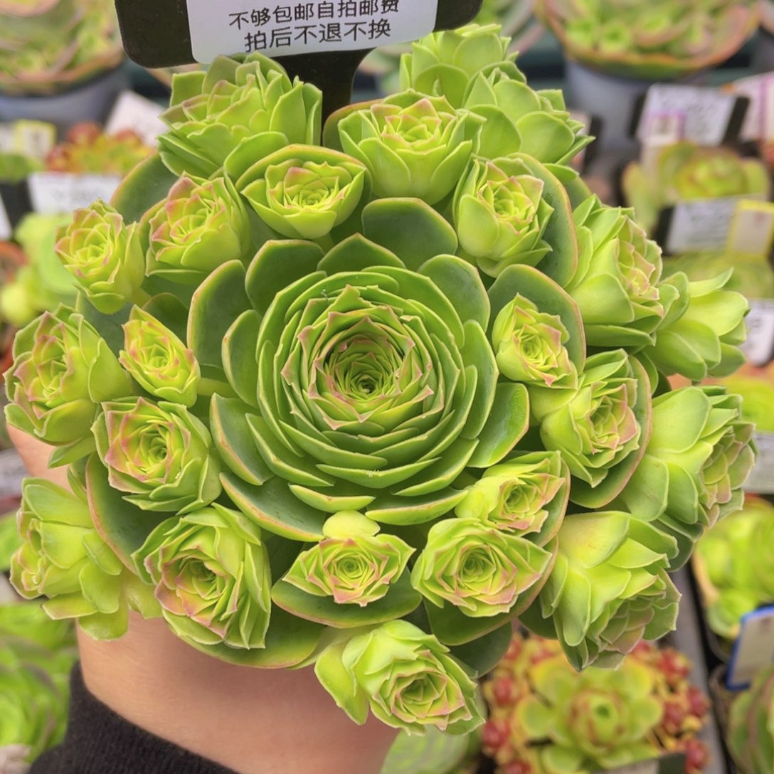 梦屿玫瑰一物一拍569