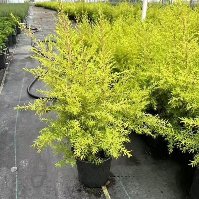 黄金香柳盆栽植物千层金清香木大盆带有香味庭院阳台观叶绿植花卉
